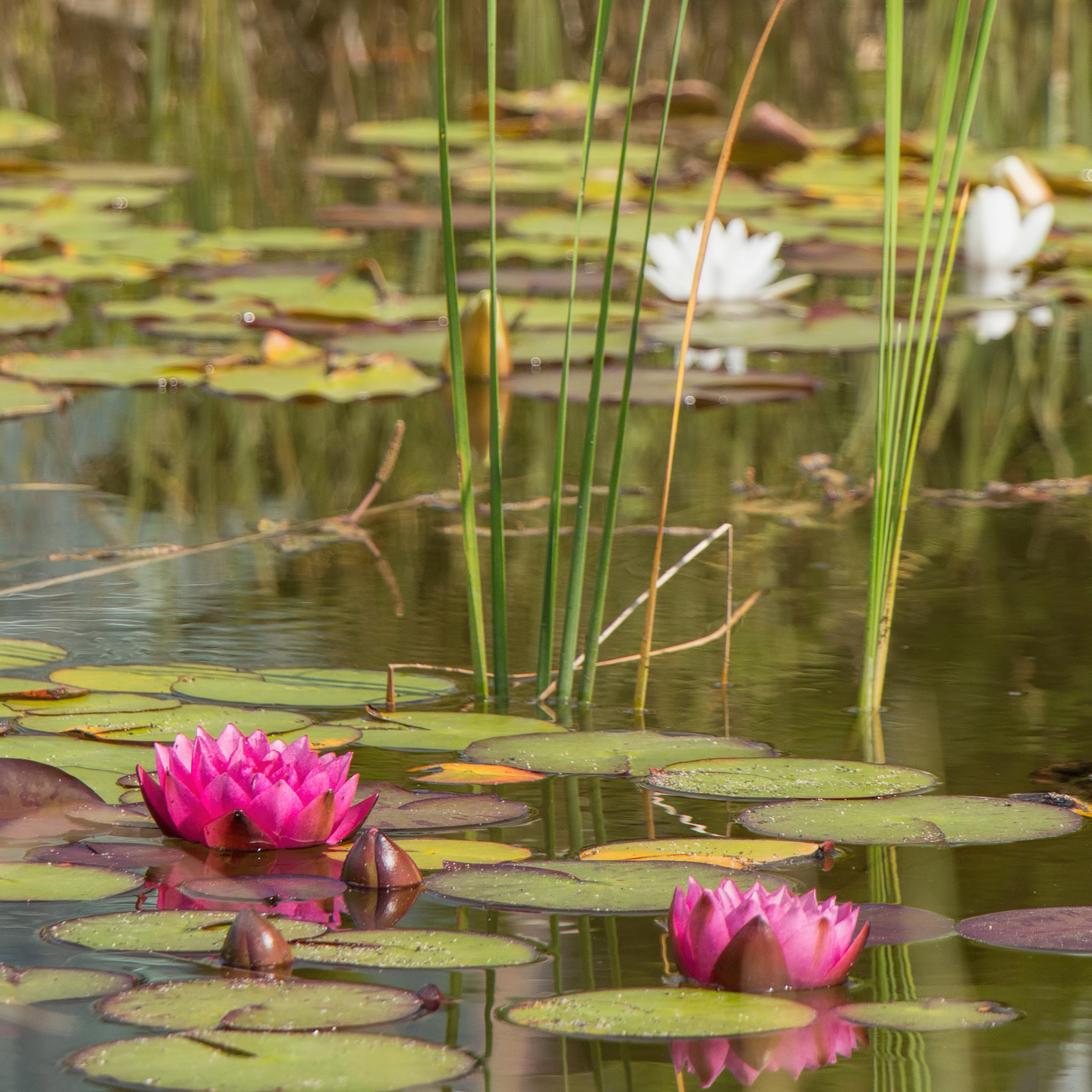 Los pájaros nacidos en jaula...