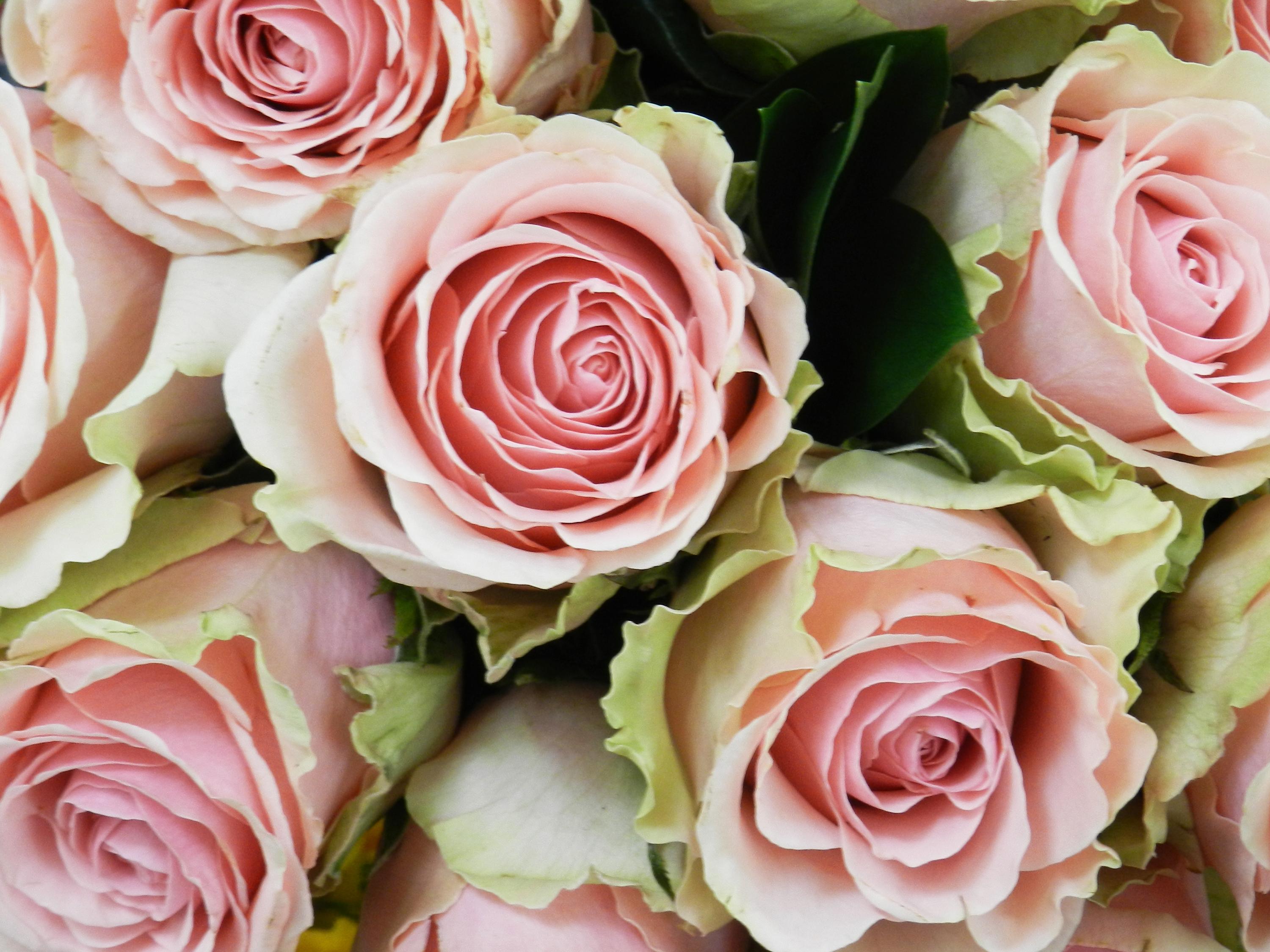 El verdadero amor no se conoce por lo que exige sino por lo que ofrece